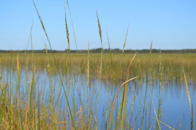 Wild rice season is almost here
