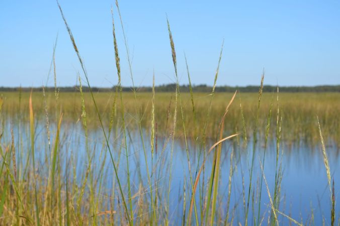 Wild Rice Beds with Open Water