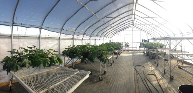 Heated Greenhouse